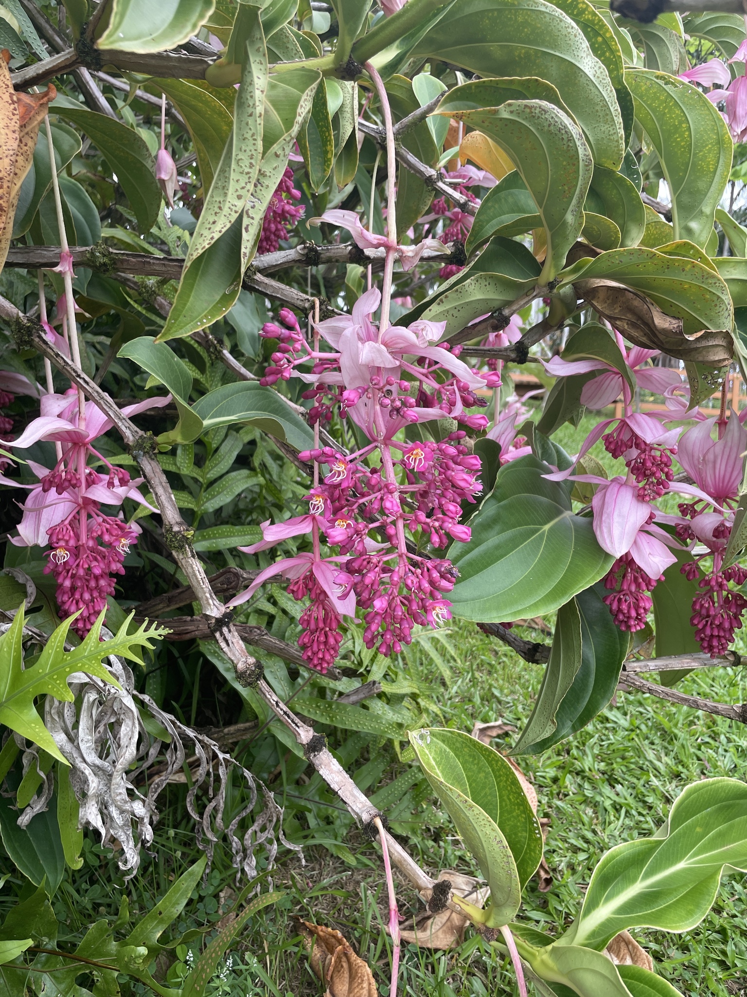 Imagem de Orquídea-rosa