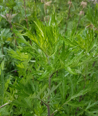 Artemisia vulgaris