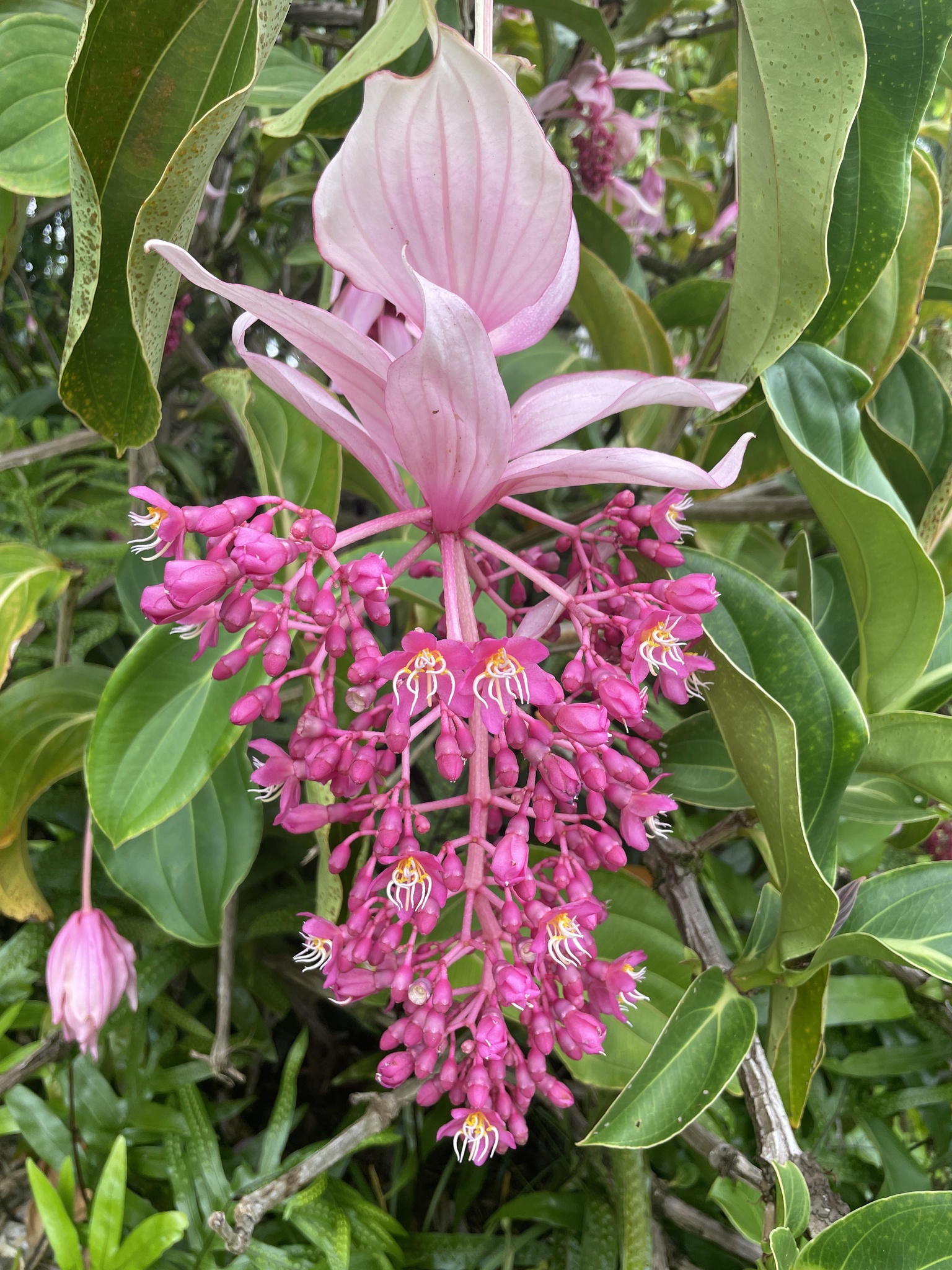Imagem de Orquídea-rosa