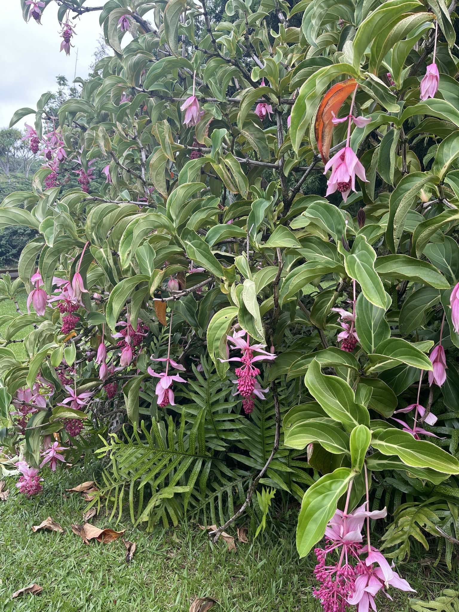 Imagem de Orquídea-rosa