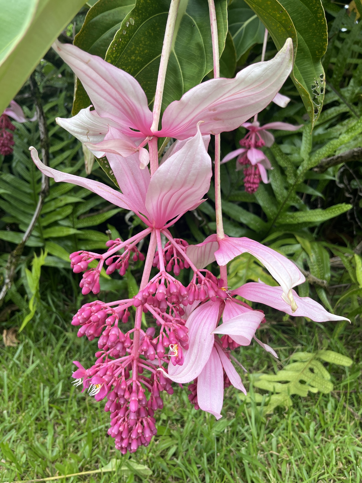 Imagem de Orquídea-rosa