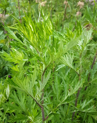 Artemisia vulgaris