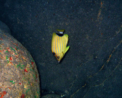 Chaetodon fremblii