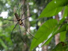 Nephila pilipes