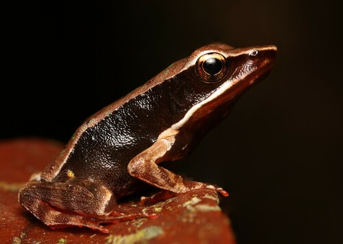 Lithobates warszewitschii (Schmidt, 1857)