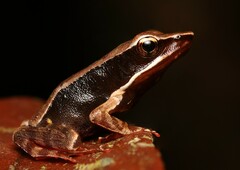 Warszewitsch's Frog photo 1