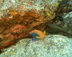 Centropyge potteri