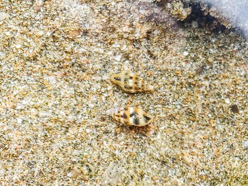 Anachis pygmaea, 2024-04-26