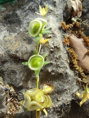 Iberis commutata (Iberodes commutata)