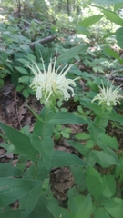Monarda luteola