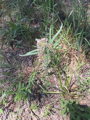Asclepias longifolia