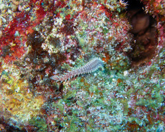Pherecardia striata