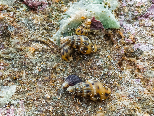 Anachis pygmaea, 2024-04-26