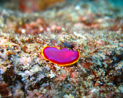 Pseudoceros ferrugineus