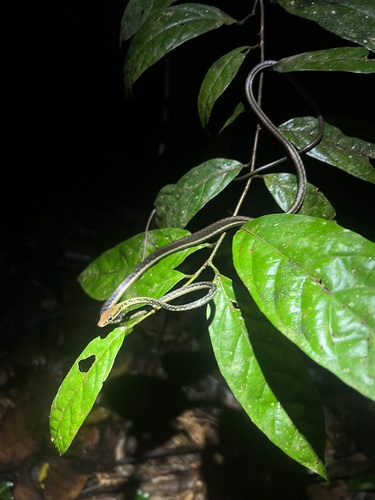 Photo of a Haas's Bronzeback Snake (Dendrelaphis haasi)
