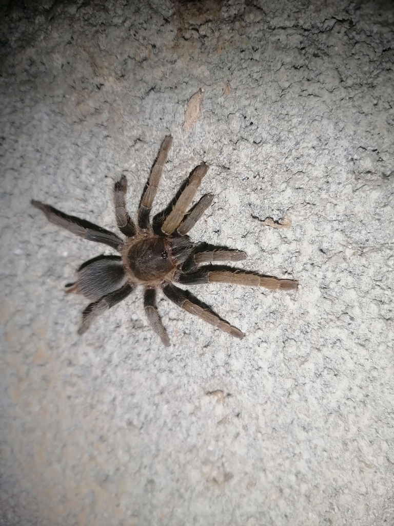Panama Gold Tarantula