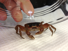 Gecarcinus lateralis