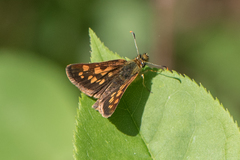 Carterocephalus mandan