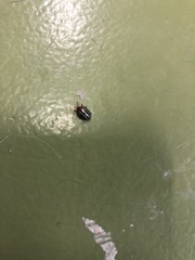 Agroiconota bivittata