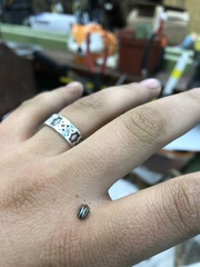 Agroiconota bivittata