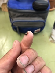 Agroiconota bivittata