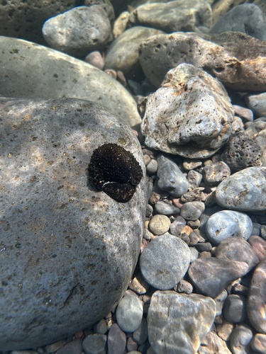 Neritona granosa, 2024-06-06