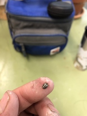 Agroiconota bivittata