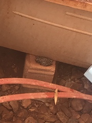 Pseudacris hypochondriaca