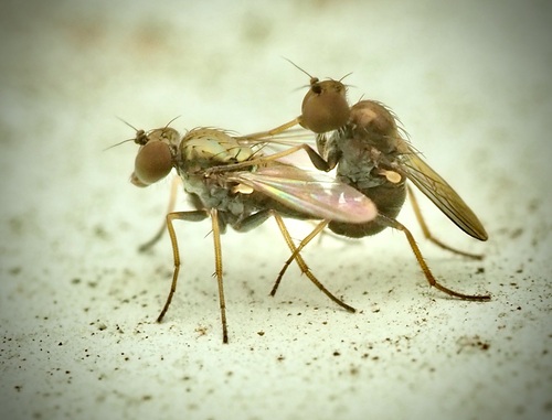 Chrysotus parvicornis
