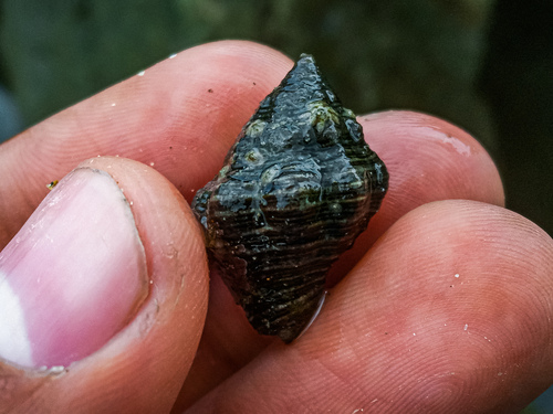 Cantharus ringens observed 2024-04-26