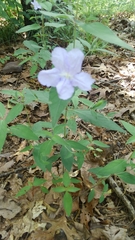 Ruellia pedunculata