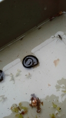 Planorbarius corneus