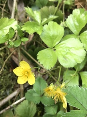 Waldsteinia ternata