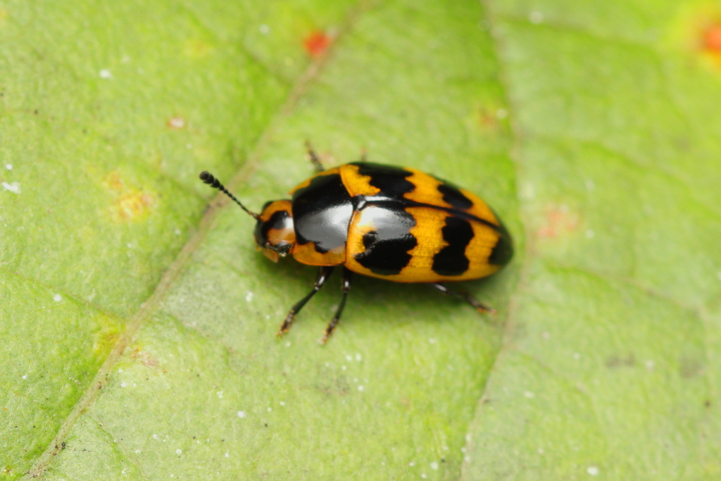 Mycotretus marginicollis