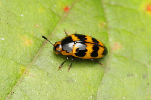 Mycotretus marginicollis