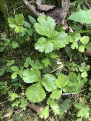 Waldsteinia ternata