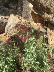Penstemon clevelandii