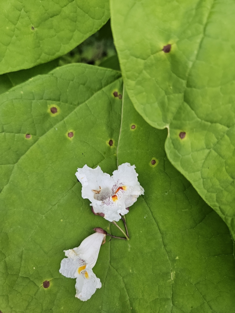 Phyllosticta catalpae