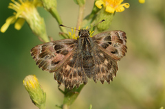 Carcharodus alceae