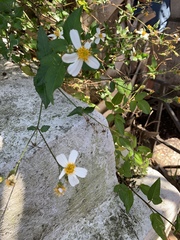 Bidens alba