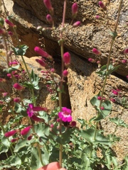 Penstemon clevelandii