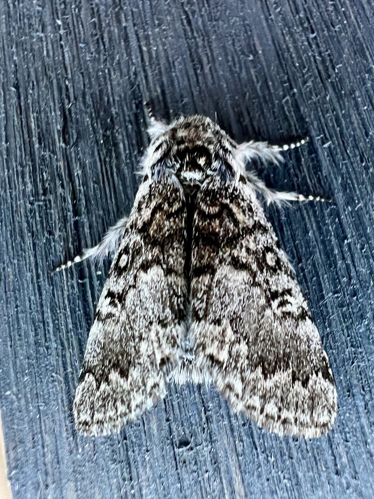 Close-banded Yellowhorn