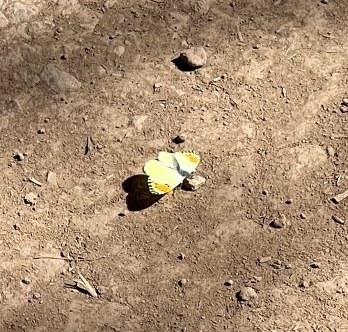 iNaturalist observation photo of Orangetips
