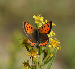 Lycaena phlaeas