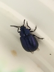 Gastrophysa cyanea