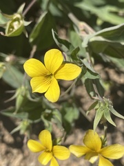 Viola lobata ssp. lobata