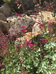Penstemon clevelandii