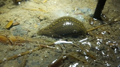 Whitmania pigra
