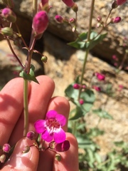 Penstemon clevelandii