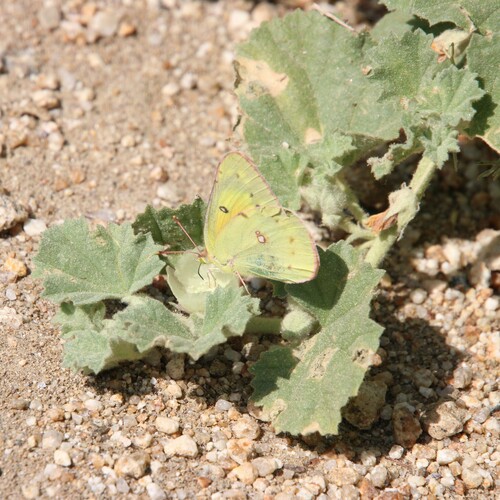 iNaturalist observation photo of Orange Sulphur